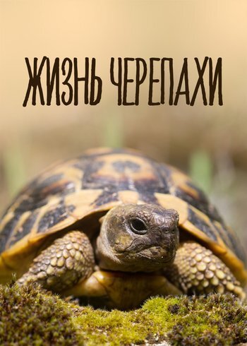 Фильм Жизнь черепахи 2022