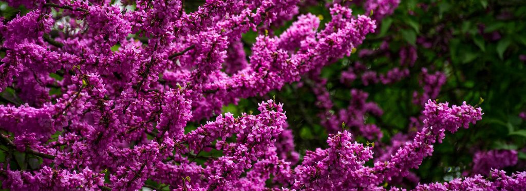 Movie poster Judas Tree: the colour of Istanbul