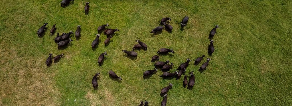 Постер фильма Мореми: королевство бегемотов